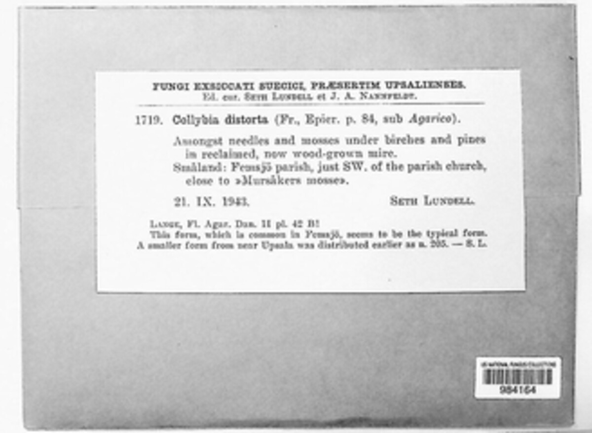 Rhodocollybia prolixa image